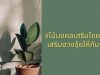 8ไม้มงคงเสริมโชคลาภ เสริมฮวงจุ้ยให้กับบ้าน